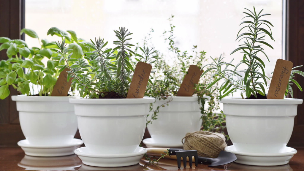 Primavera em casa: plantas e especiarias para cultivar indoor